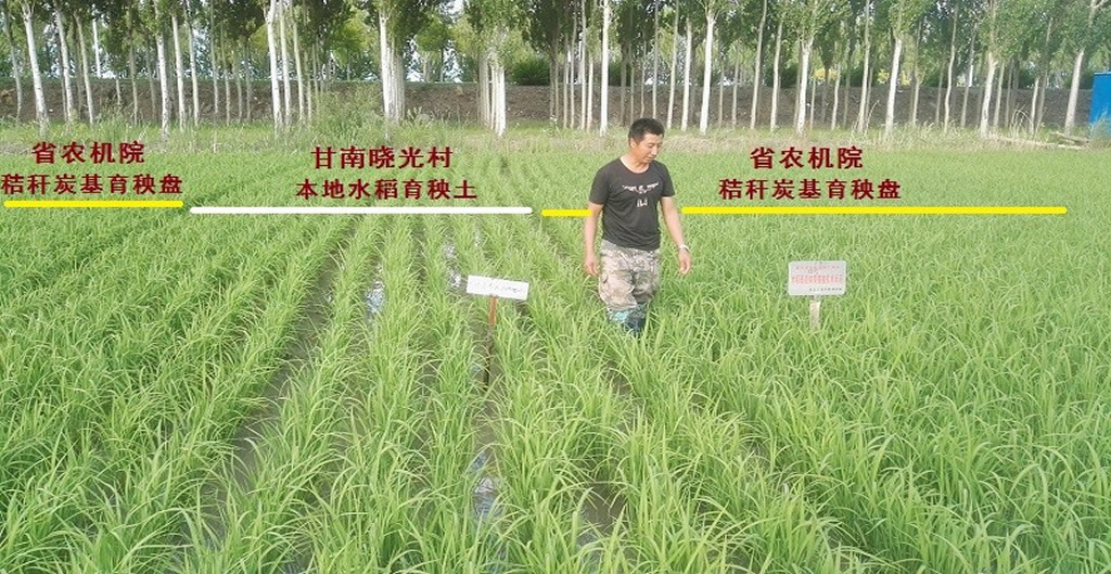 炭基生物质水稻育秧盘育秧集成技术3.jpg